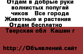 Отдам в добрые руки волнистых попугай.чиков - Все города Животные и растения » Отдам бесплатно   . Тверская обл.,Кашин г.